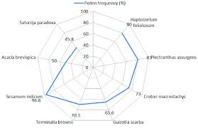 Image result for Haplocoelum foliolosum