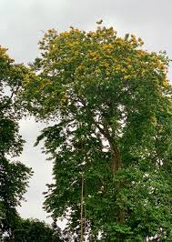 Image result for Pterocarpus indicus