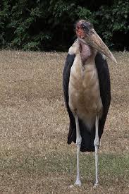 Marabou Stork Africa Animals African Wildlife Kenya Africa