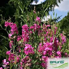 Image result for Afrohybanthus latifolius