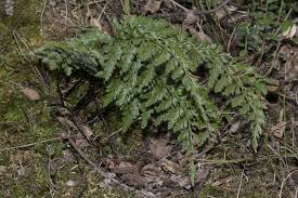 Image result for Asplenium adiantum-nigrum