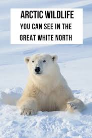 Arctic Animals 30 Species Of Arctic Birds Mammals Whales In 2020 Arctic Animals Mammals North Pole Animals