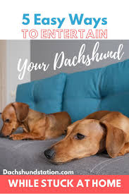 5 Simple Ways To Keep Your Dachshund Busy When You Re Stuck At Home Dachshund Station Dachshund Puppy Training Dachshund Training Dachshund Facts