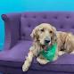Read to Chewie the Therapy Dog event image
