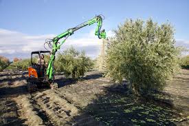 Recolte Et Apports Olives 2020 Moulin Du Calanquet Saint Remy De Provence