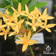 Image result for Ixora sp. A
