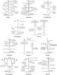 Image result for Cordia sp.A.