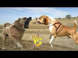 Kangal Mastiff Alabai Kopek Irklari Iran Azərbaycan Turkey Dog It Youtube 2020 Kopek Aslanlar
