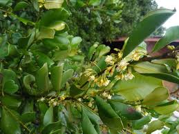 Image result for Manilkara sansibarensis