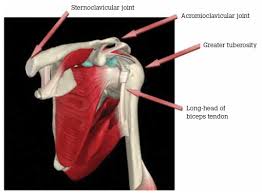 Anatomical variation of shoulder bursae has been suggested and this has implications for clinical practice. Racgp Initial Assessment Of The Injured Shoulder