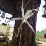 Image result for Aerangis stelligera