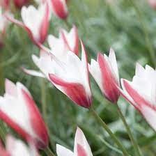 Top Tulips That Come Back Every Year Early Spring Flowers First Flowers Of Spring Tulips