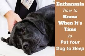 Euthanasia How To Know When It S Time To Put Your Dog Down In 2020 Putting Dog To Sleep Your Dog German Shorthaired Pointer