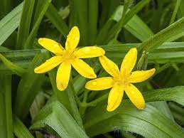 Image result for Hypoxidaceae