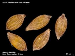 Image result for Prismatocarpus