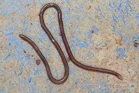 That Worm In Your Garden Could Be A Snake Roundglass Sustain