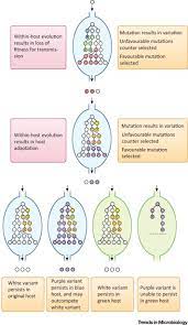 Evolution Of Salmonella Within Hosts Trends In Microbiology