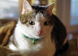 Tbi pro upgraded cat training collar. Things You Need To Know Before Buying A Cat Shock Collar