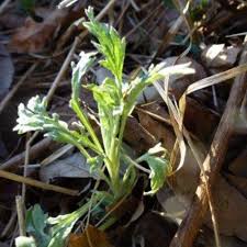 Striking, fine textured silver foliage. Celebrate Artemisia Herb Of The Year 2014 Finegardening