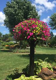 Maybe you would like to learn more about one of these? Fiore Trees The Original Hand Forged Metal Flower Basket Trees