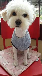 kazak kolundan kopek kazagina dog kopek