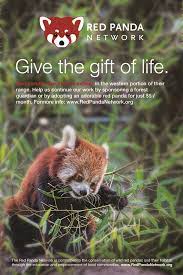 Help Save Red Pandas Learn More At Redpandanetwork And Join Us For International Red Panda Day Red Panda Panda Day Panda