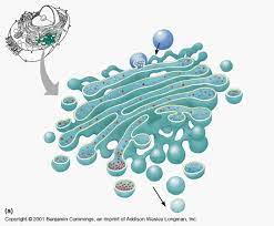 Api Study Guide Home Page Cell Biology Biology Projects Biology