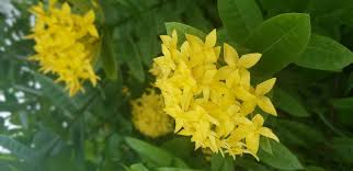 صورة عالية الدقة خالية من زهرة أصفر أخضر نبات مزهر نبات غشاء زهرة برية Plants Photo
