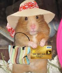 Pin By Kimberly On Animals Funny Hamsters Cute Hamsters Cute Baby Animals