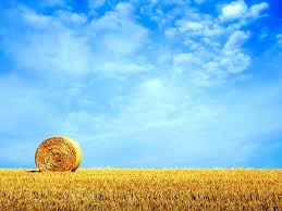 Obituary for Kaye Hage