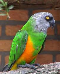 7 Beautiful Senegal Parrots Parrot Senegal Parrot Best Pet Birds