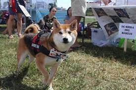 Scared Shiba Inu Rescue Is The Best Service Dog Now The Dodo Shiba Inu Service Dogs Shiba