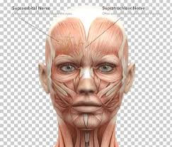 I created this muscle chart displaying the location and name of the body's main muscles. Facial Muscles Face Human Body Head And Neck Anatomy Png Clipart Anatomy Bone Cheek Chin Ear