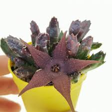 Image result for Geigeria schinzii