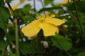 Image result for Kerria japonica