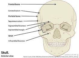 Axial Skeleton Visual Guide Axial Skeleton Skeleton Anatomy Harrisburg Area Community College
