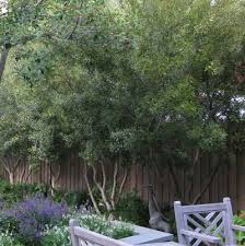 Wax Myrtle Southern Bayberry Grow These By The Patio Pool To Repel Fleas And Mosquitoes Landscaping Trees Sloped Garden Outdoor Gardens