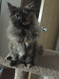 My Baby Chewy Long Haired Tortoiseshell Kitten Kitten Longhair Brown Cute Cat Baby Girl Chewbaca Kitten Cats Long Hair Styles
