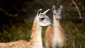The domesticated llama is used as a meat and pack animal by people in the andes. Guanaco San Diego Zoo Animals Plants