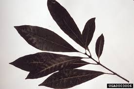 Image result for Tabernaemontana stapfiana