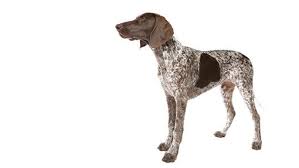 Image result for německý ohař drátosrstý stavba těla