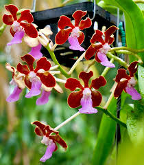 Image result for Rhipidoglossum densiflorum