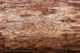 The Most Common Type Of Wood Boring Beetle That Attacks Cedar Trees Is The Bark Beetle Belonging To Phloeosinus Genus The West Bark Beetle Cedar Trees Beetle