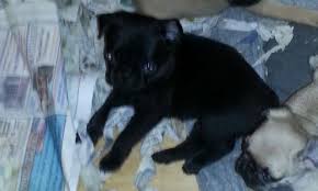 He is aca registered, vet checked, vaccinated, wormed and comes with. Pug Puppy Pets And Animals For Sale North Carolina