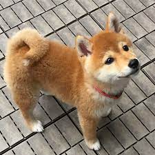 Todos Los Derechos Reservados A Sus Respectivos Autores Shiba Puppy Cute Baby Animals Cute Dogs