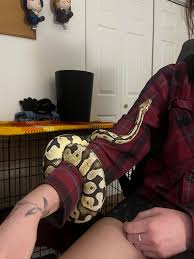 hello! my family and i are trying to re-home our tortoise bumper to a  rescue facility near or around Bozeman! thank you!