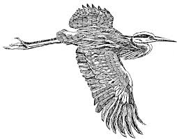 Bird In Flight Line Drawing Great Blue Heron In Flight Line Art Drawing Illustration Line Art Illustration Image 13698 Jpg 2032 1594 Line Art Drawings Blue Heron Art