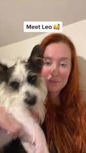 Scruffy Jack Russell