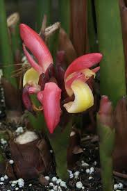 Image result for Aframomum angustifolium