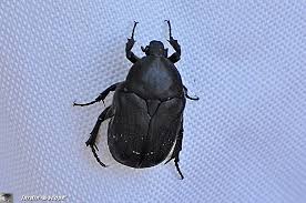 Un Petit Scarabee Noir Commun En Corse Le Jardinoscope Toute La Vie Animale De Nos Parcs Et Jardins